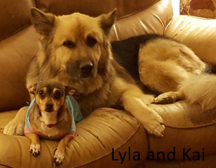 photo of Lyla and Kai, a german shepherd dog and chihuahua together on a couch